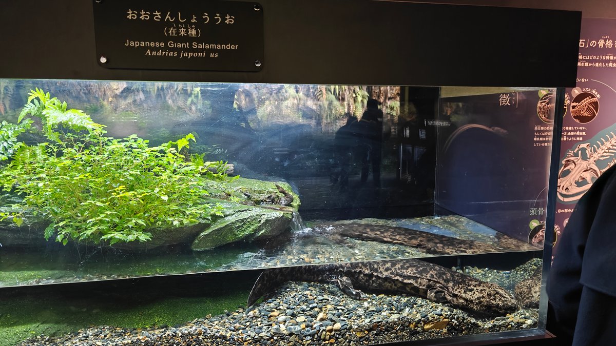 Giant salamander tank with aquatic plants and signage
