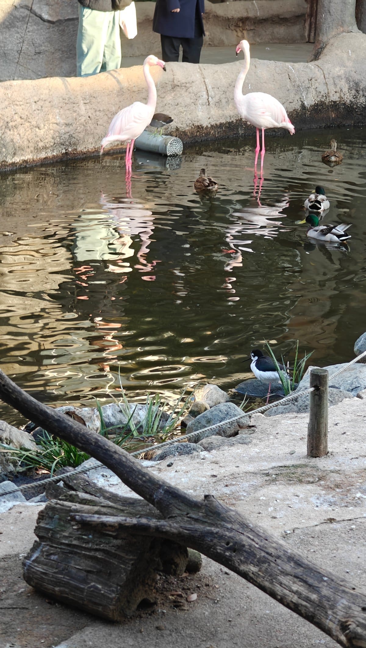 Greater flamingos in pink pond