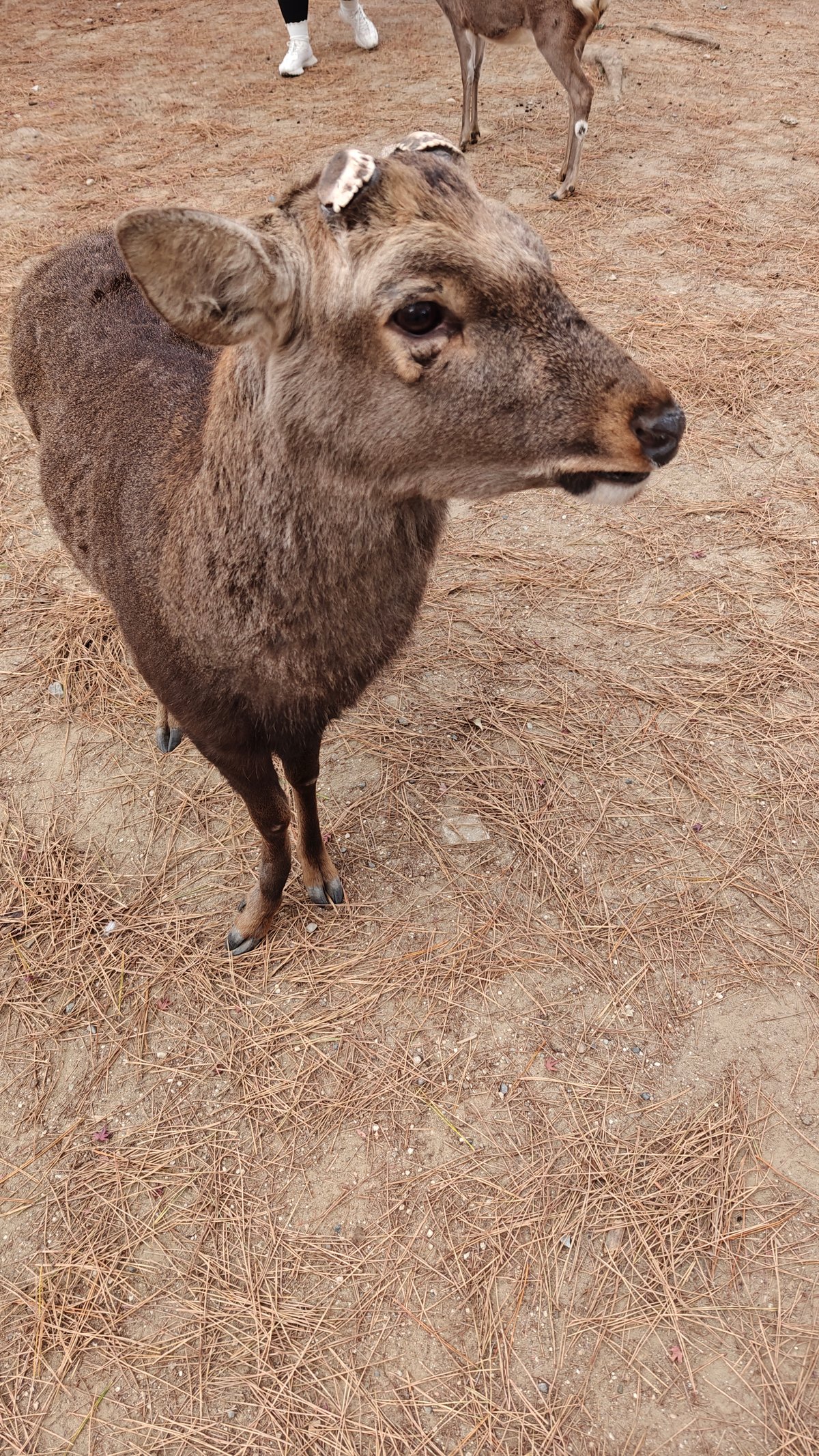 Hand feeding eager deer