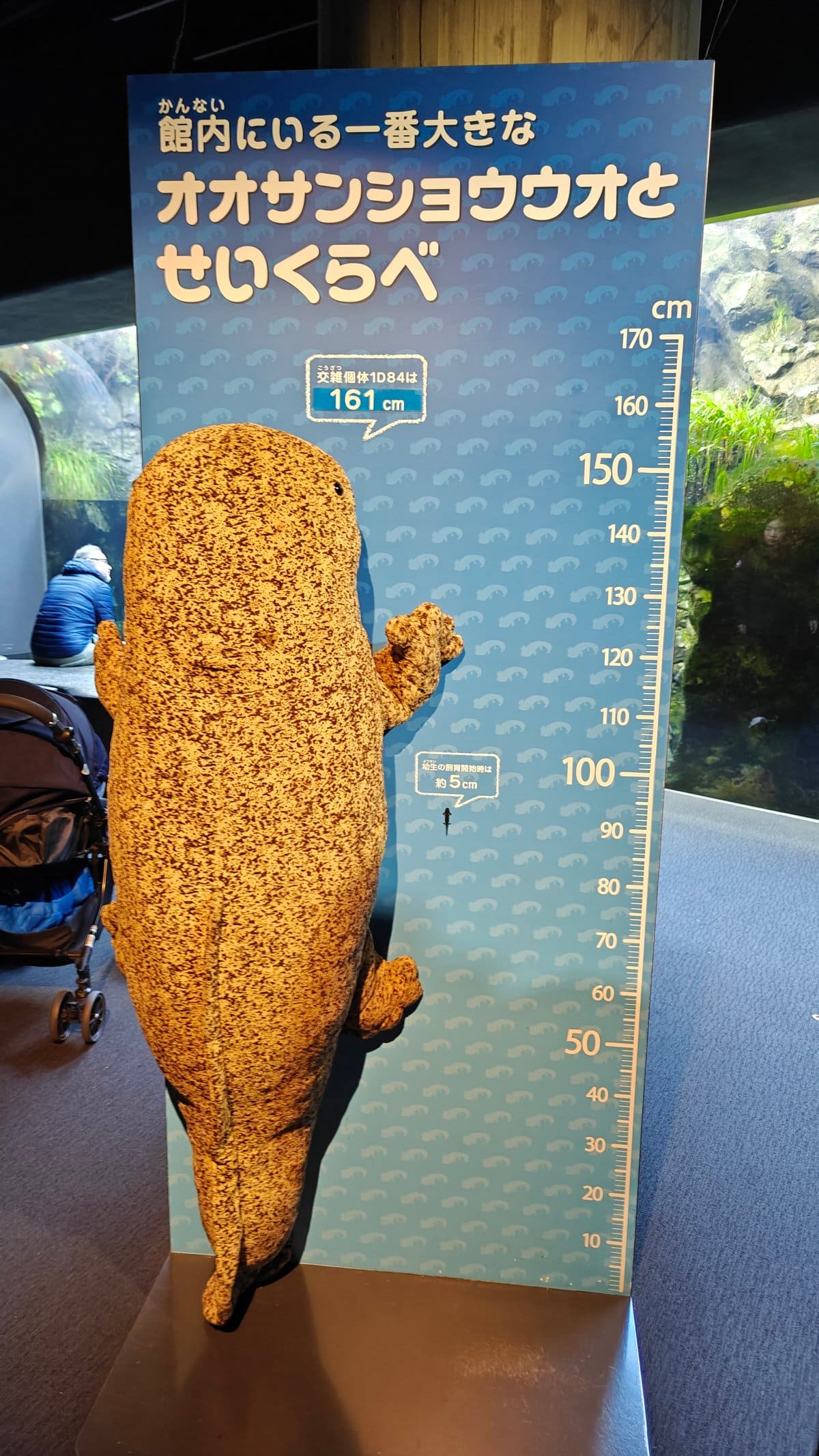 'オオサンショウウオとせいくらべ' height-comparison sign with a life-size salamander cut-out