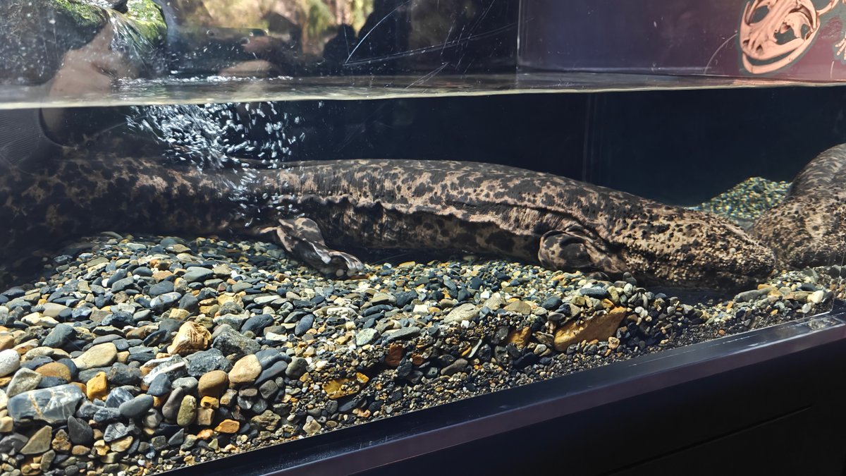 Japanese giant salamander resting
