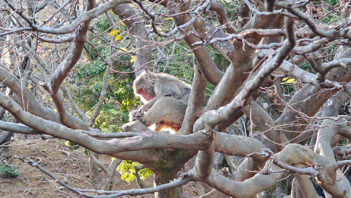 Japanese macaque perched in tree
