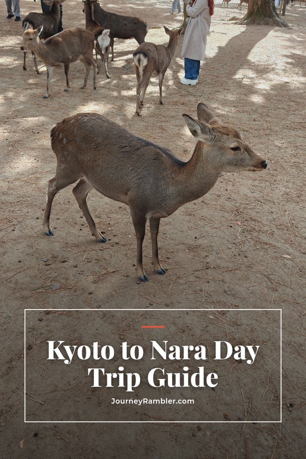 How I Did Kyoto to Nara as a Day Trip