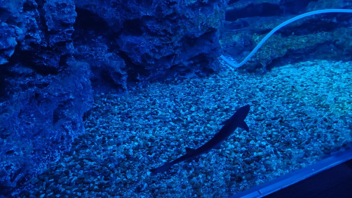 Large blue main tank with schooling fish