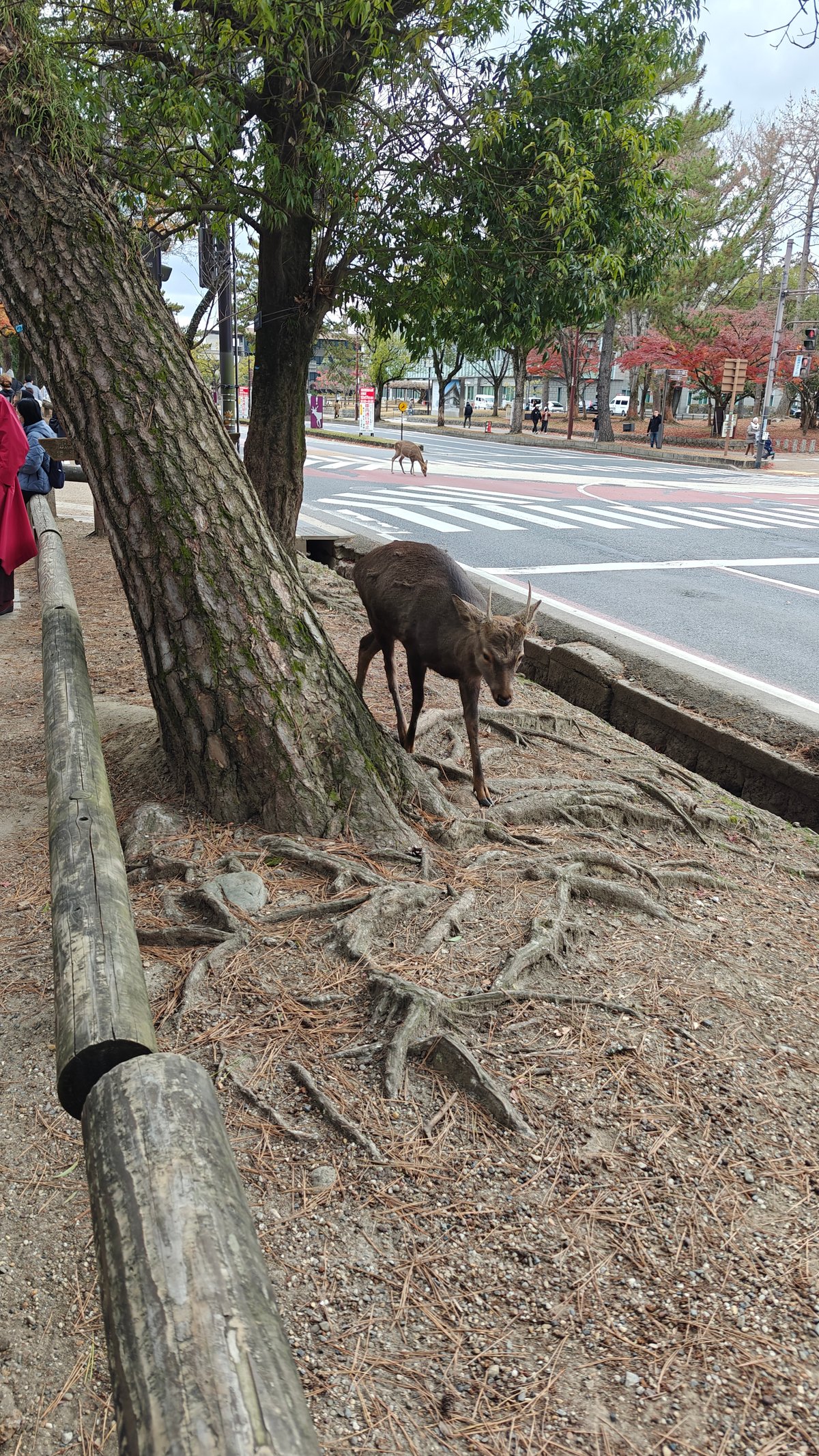 Large buck deer near road with exposed tree