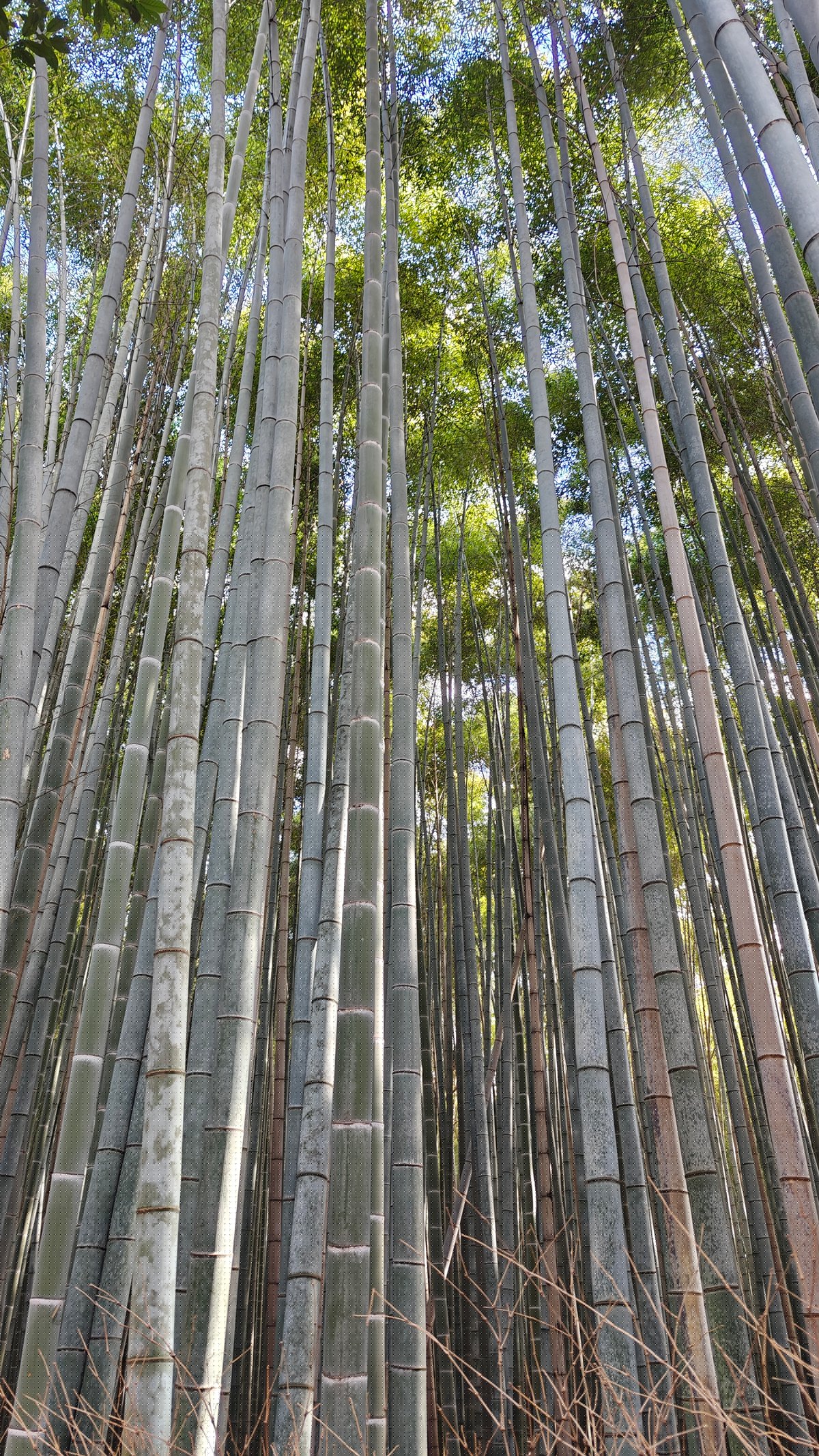 Looking up at green bamboo canopy