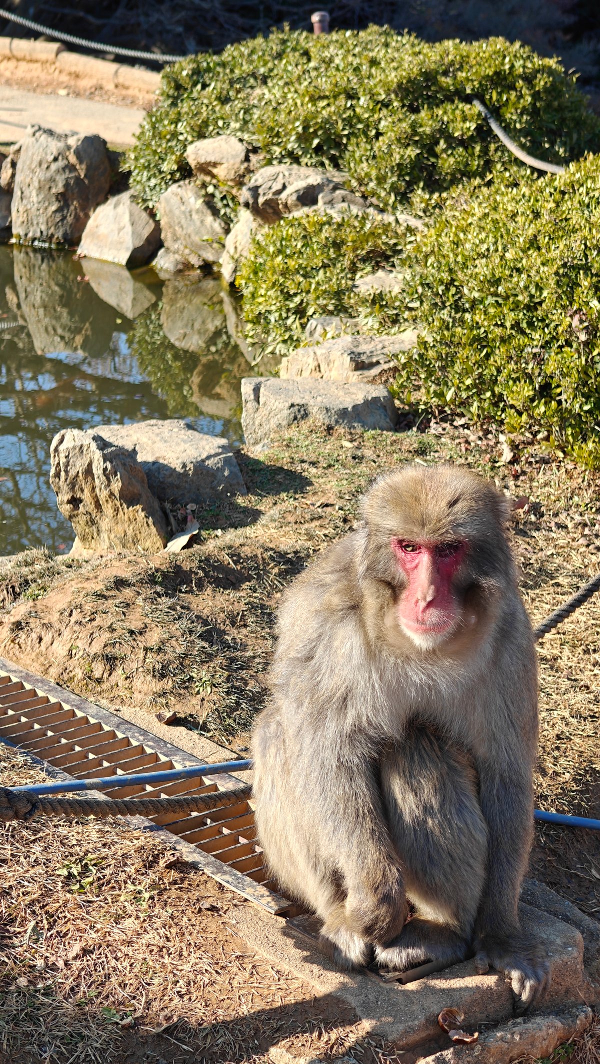 Macaque portrait with pond behind
