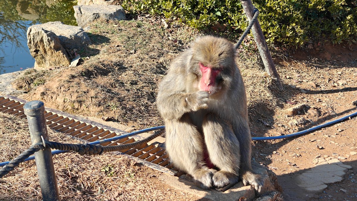 Macaque sitting by summit railing