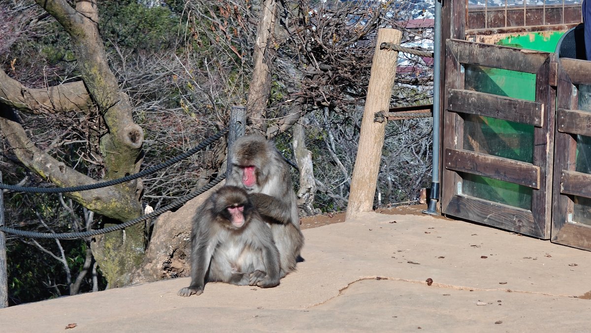 Macaque sitting facing the camera