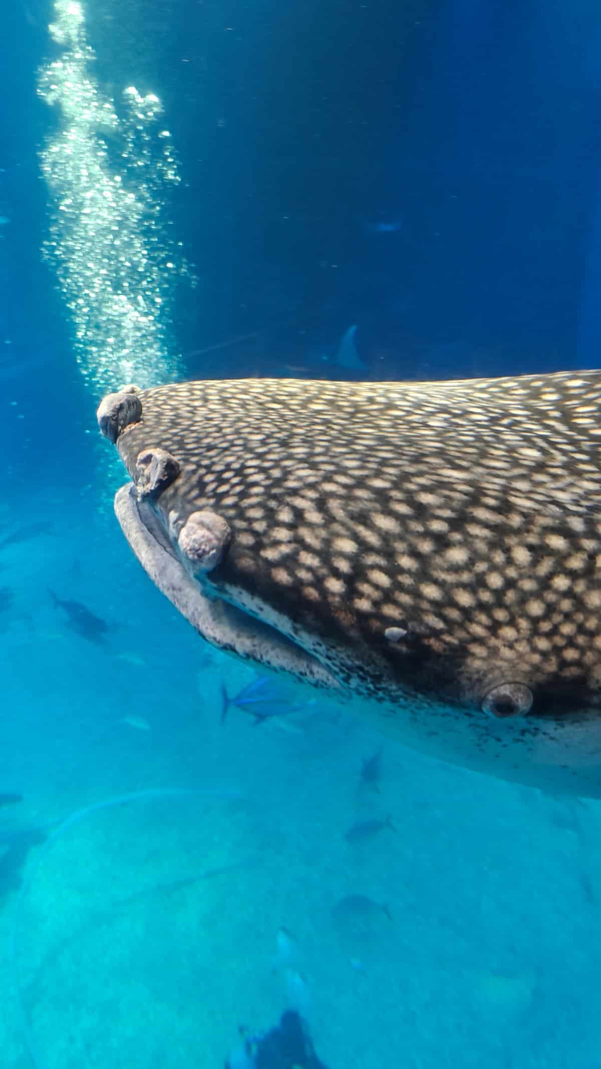 Manta ray distinctive patterning