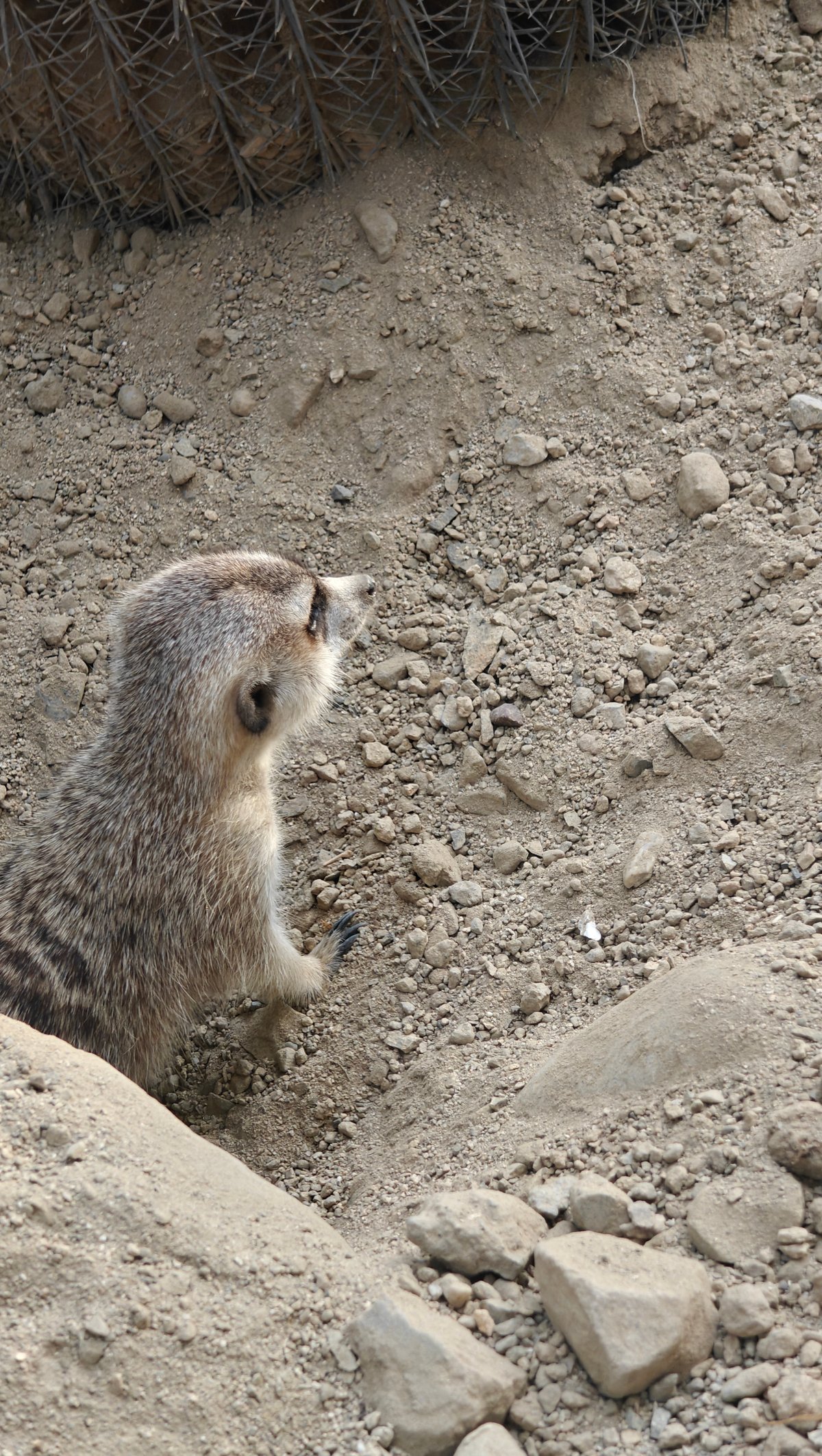 Meerkat standing sentry duty