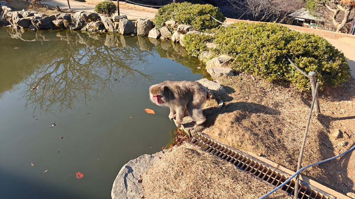 Monkey beside the reflective pond
