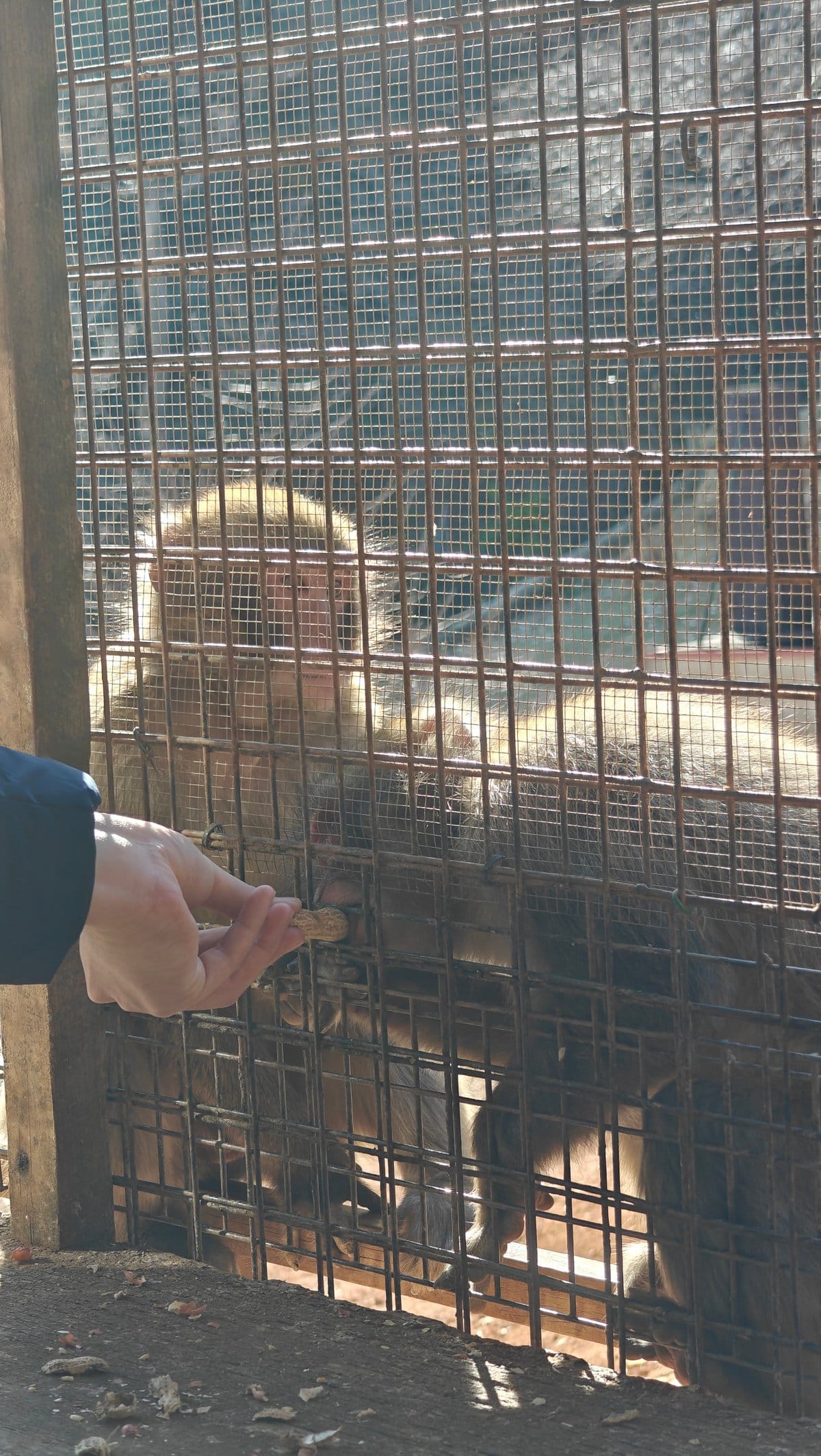 Monkey reaching at feeding window