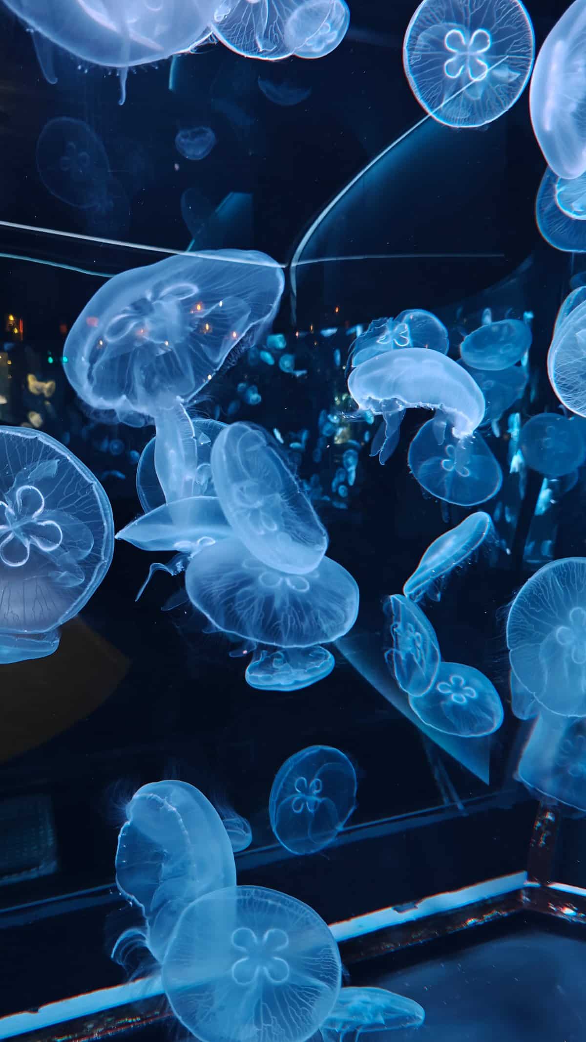 Moon jellyfish drifting in tank