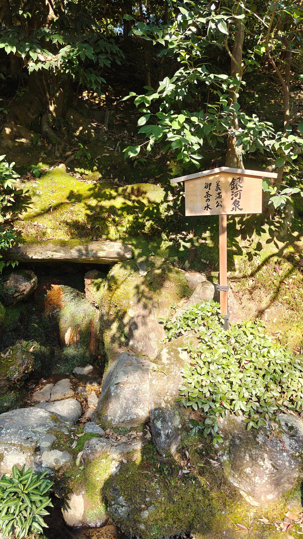 Mossy garden with a small explanatory sign among