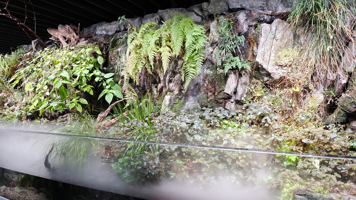 Mossy riverbank habitat tank