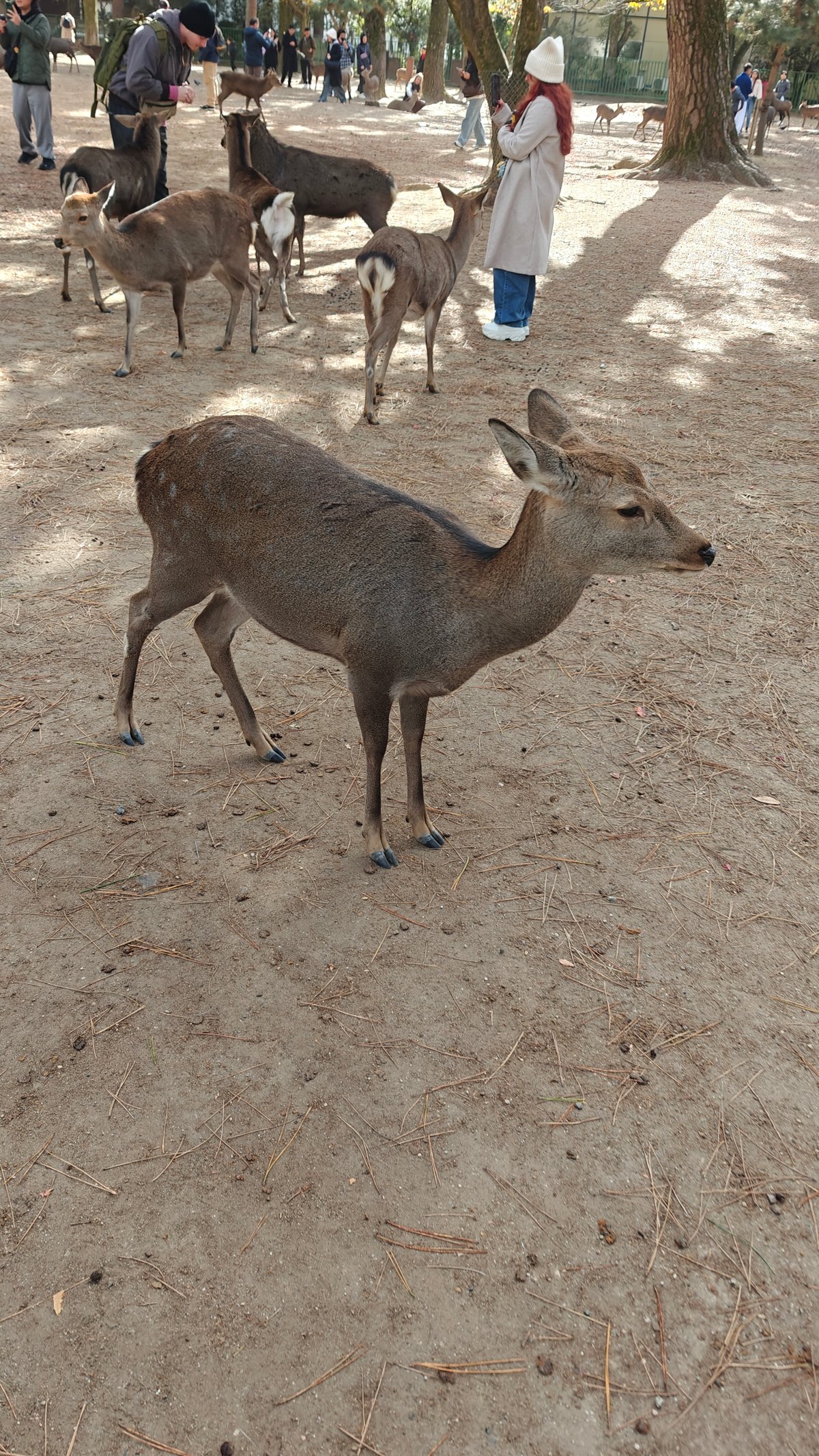 Nara Park deer greeting visitors