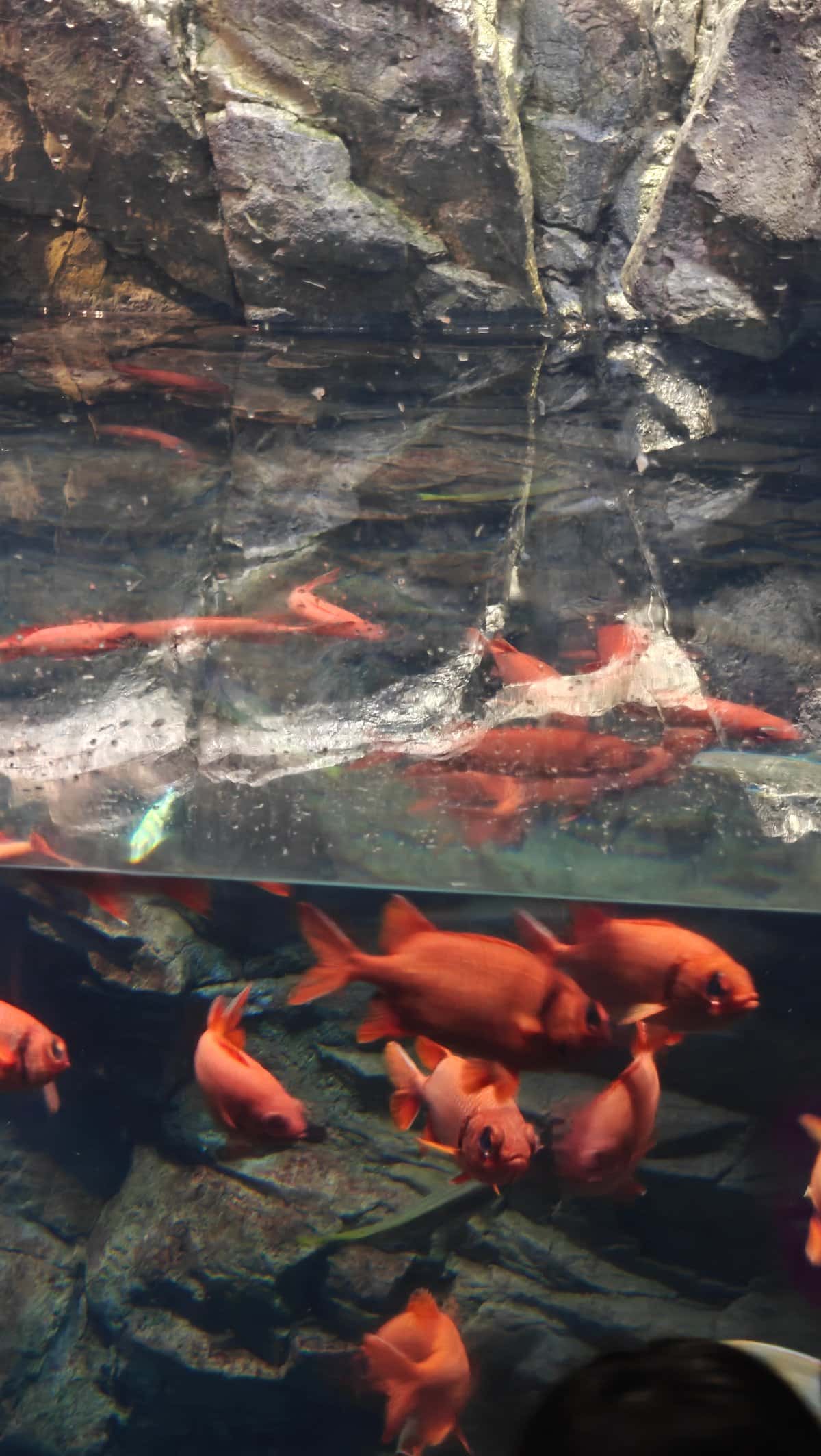 Orange and white fish in rocky habitat