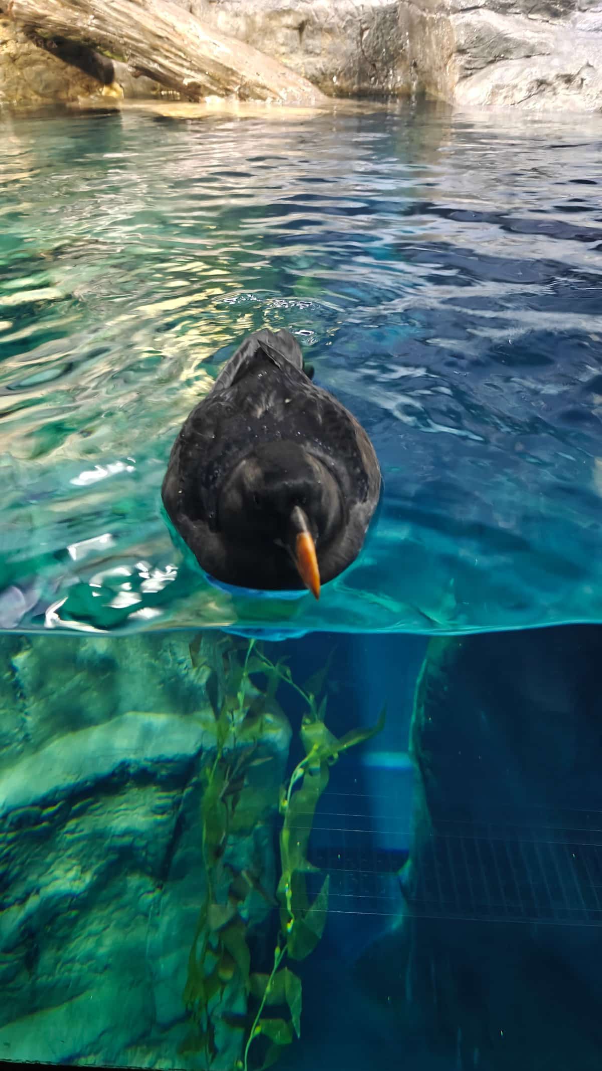 Otter or seal on rock with pool water