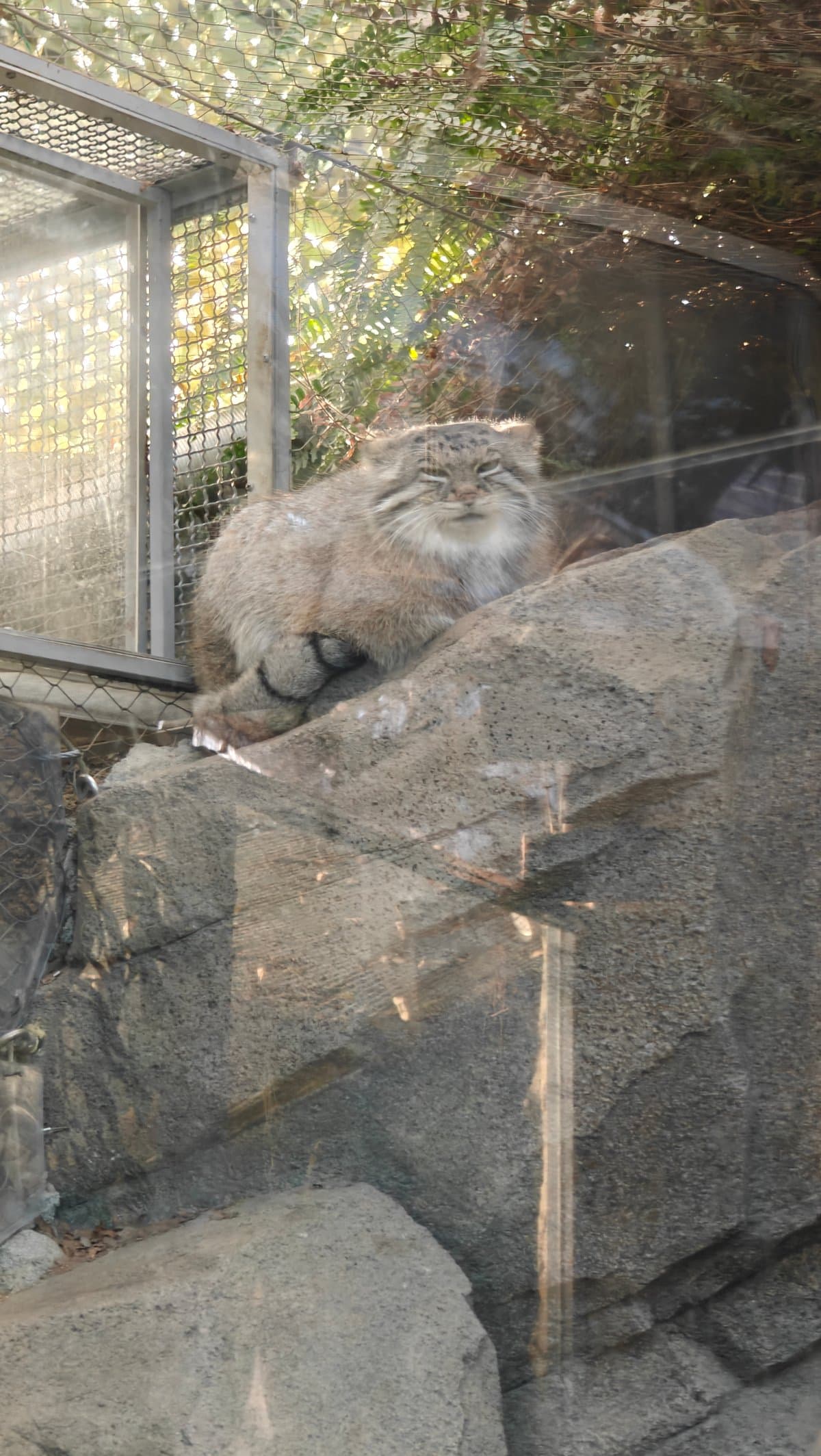 Pallas's cat on rock ledge