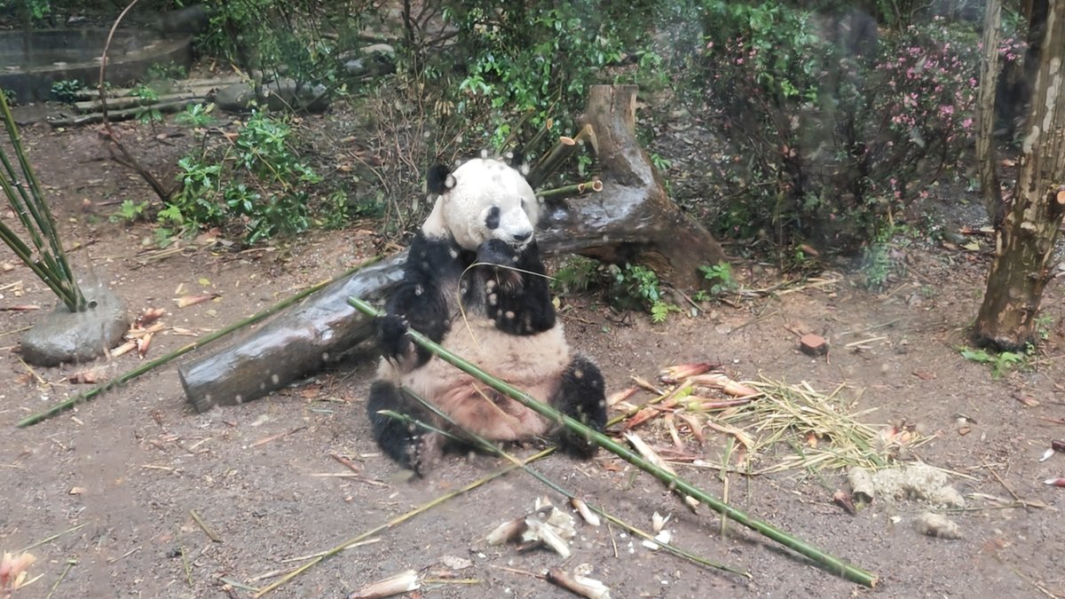 Panda eating fresh bamboo