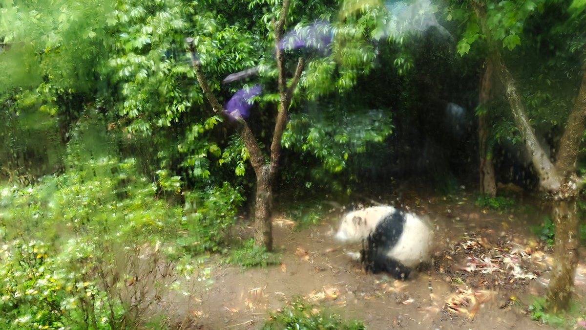 Panda rolling in enclosure