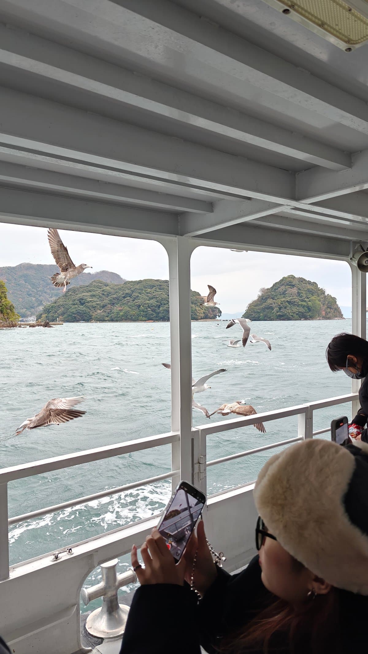 Passengers photographing seagulls from the deck