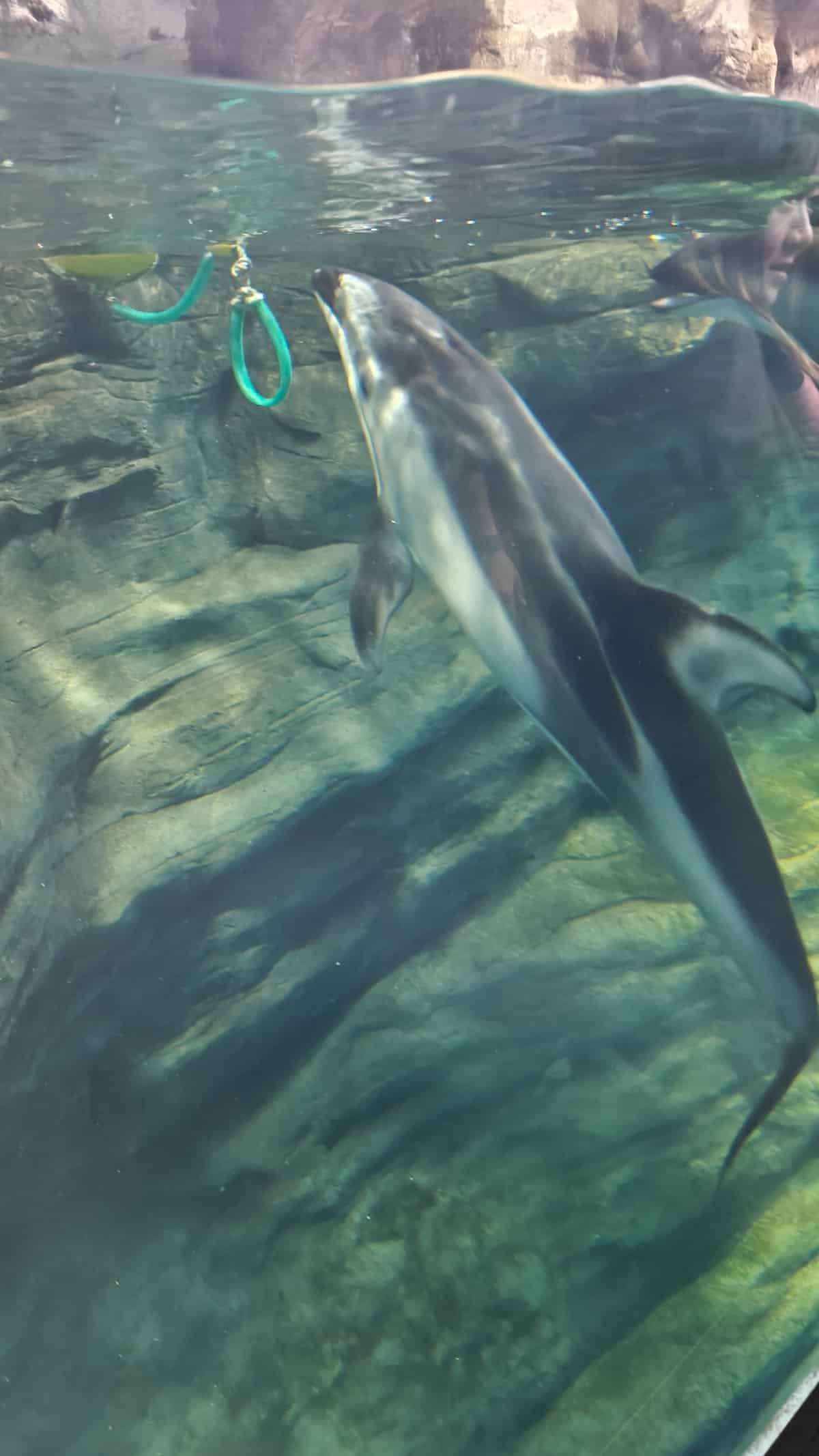 Penguin exhibit feeding time