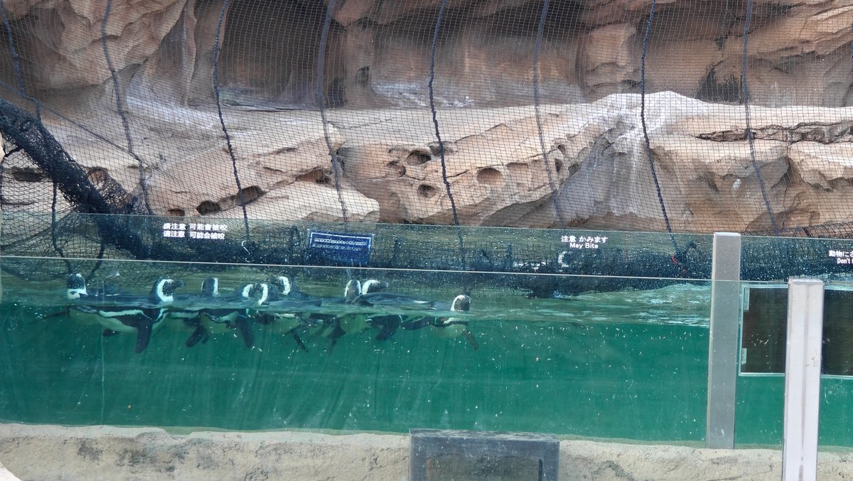 Penguins porpoising in pool
