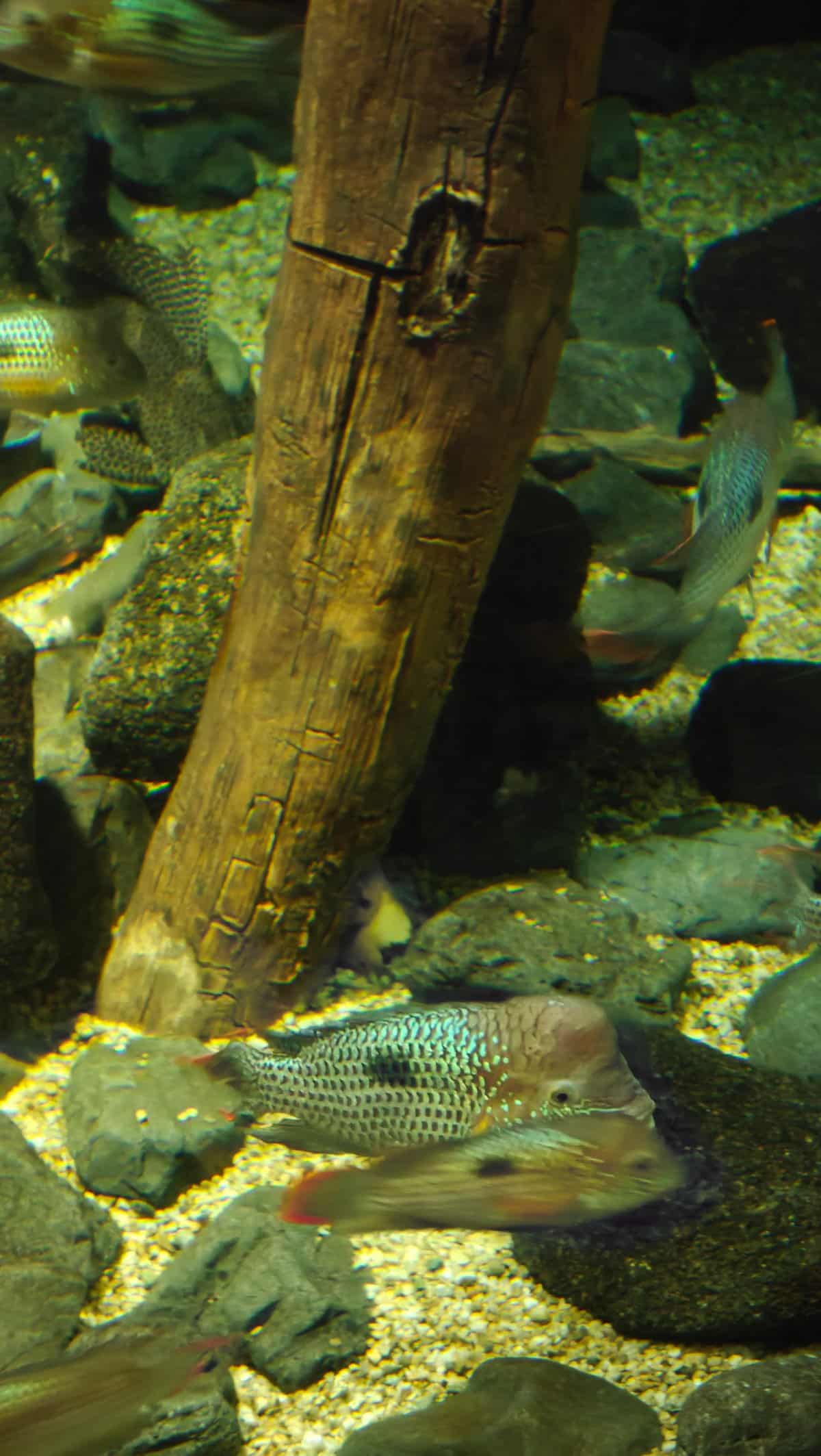 Pipefish or similar long thin fish in aquatic