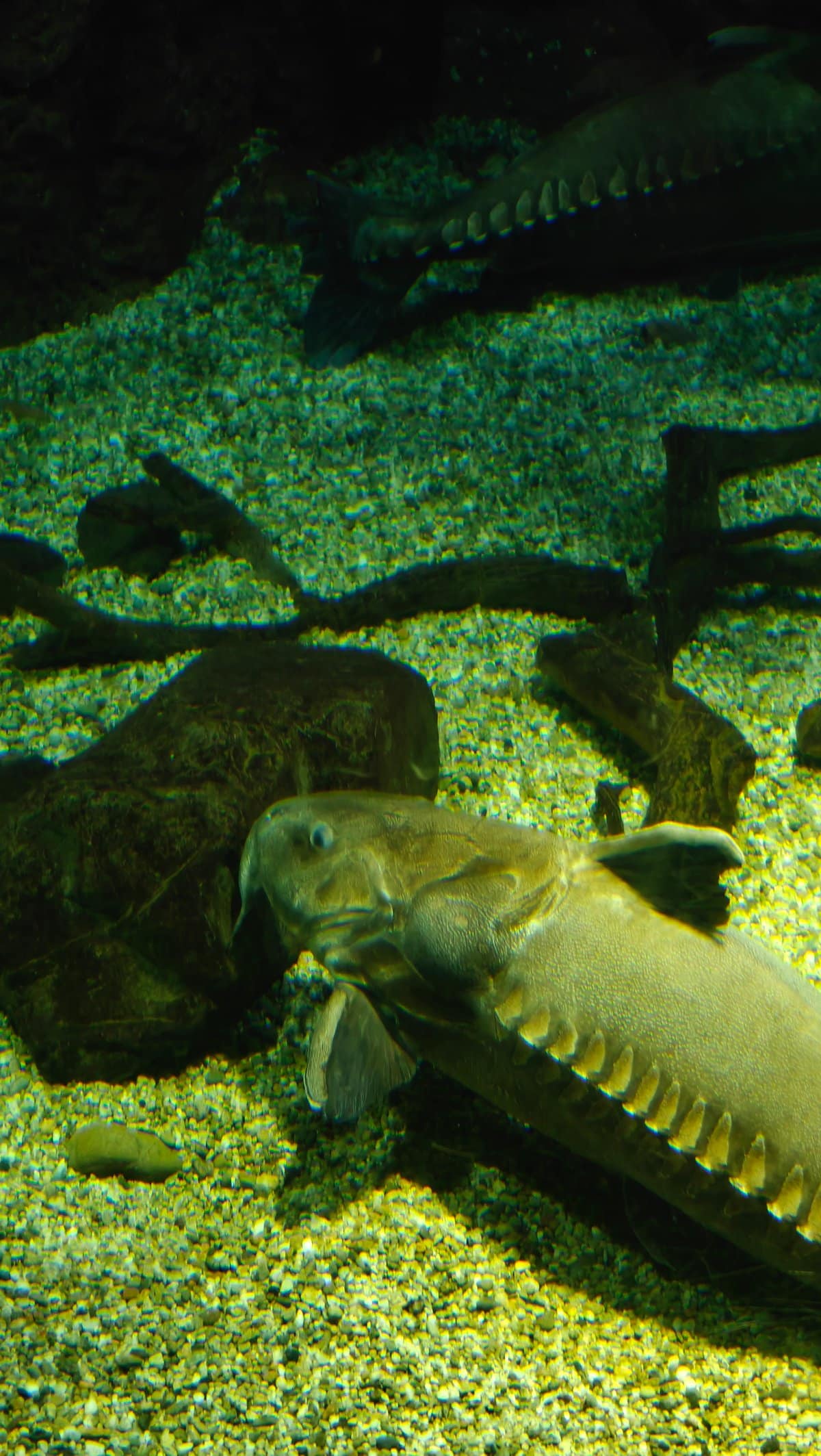 Pipefish with distinctive white/yellow patterning
