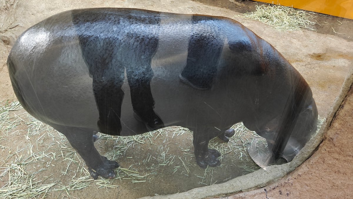 Pygmy hippo at water edge