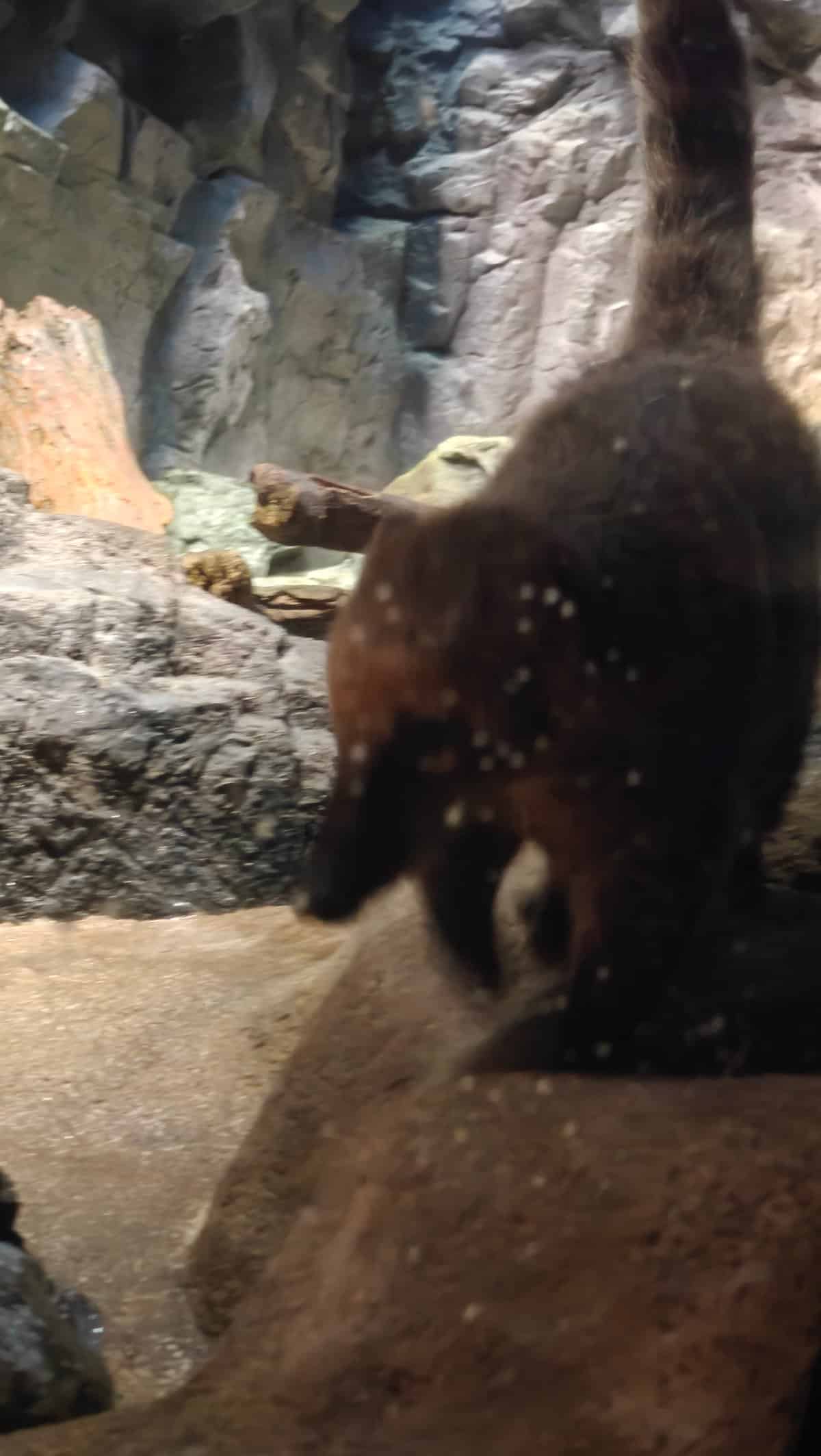 Rocky enclosure with marine animal specimen
