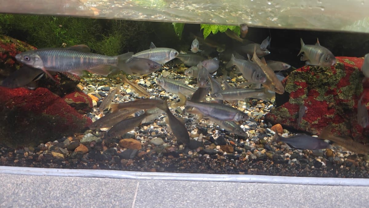Rocky river tank with fish and plants