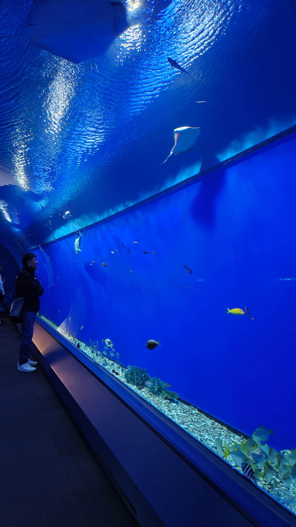 Rocky underwater habitat with viewing through glass