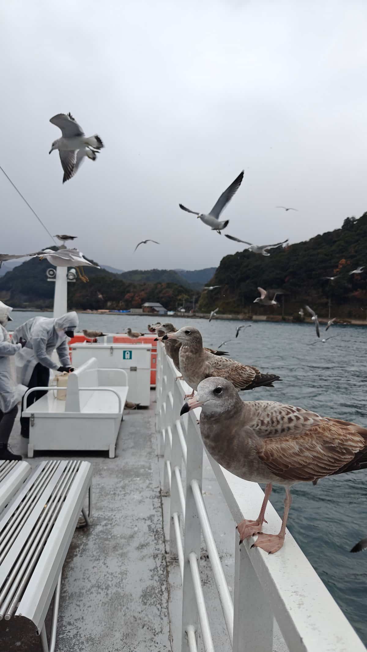 Seagull perched on boat railing