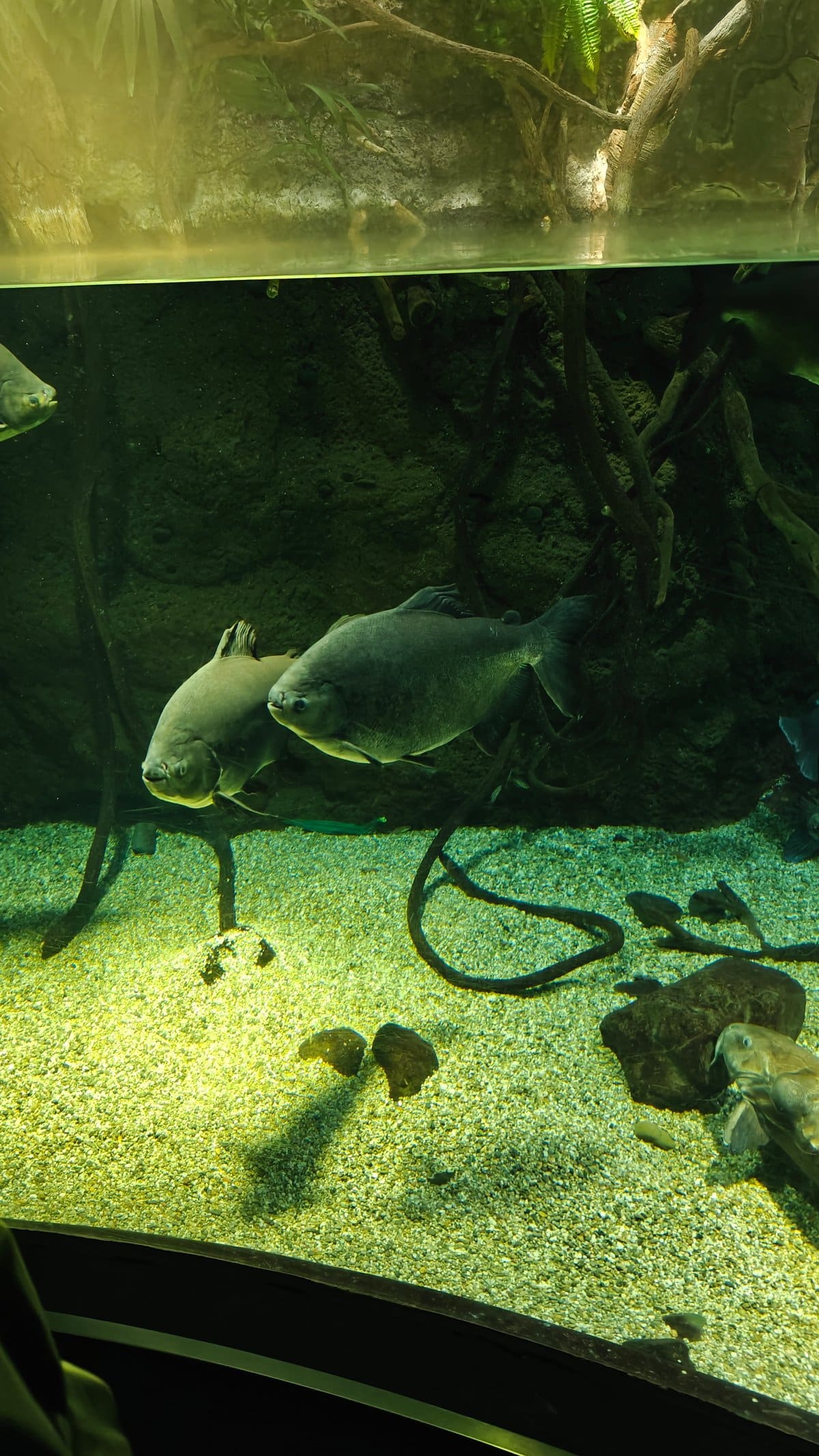 Seahorse specimen among aquatic plants