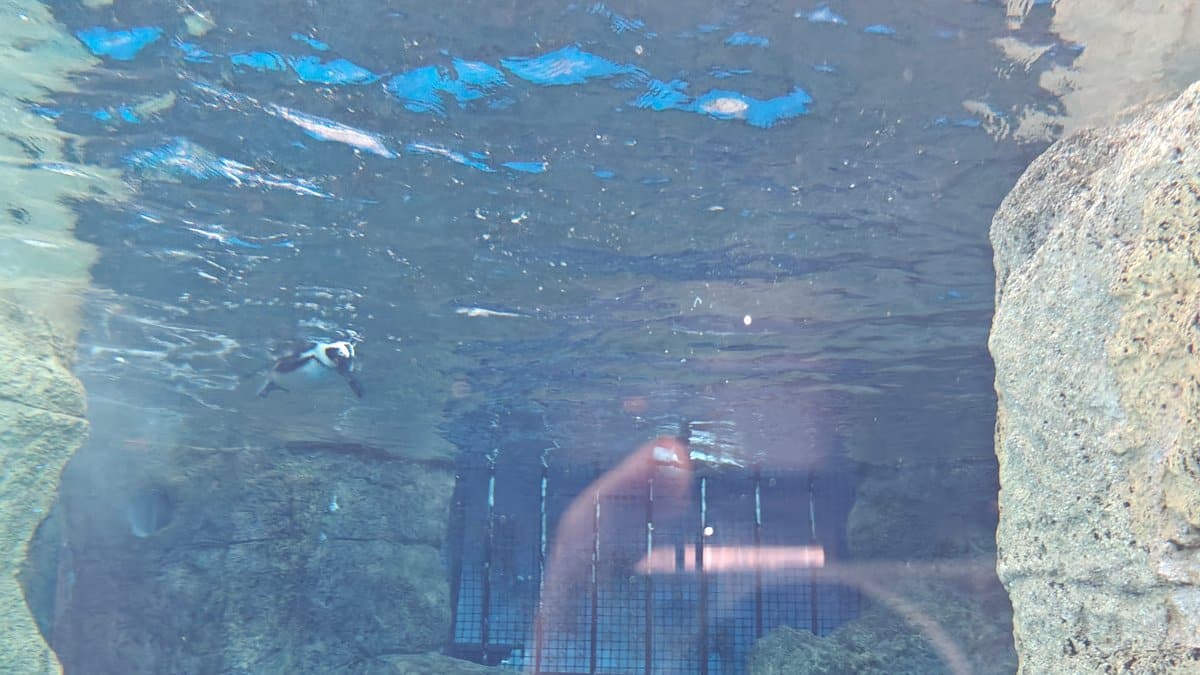 Seal at the water surface among rocks