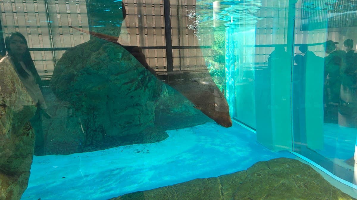 Seal gliding past the tank rocks