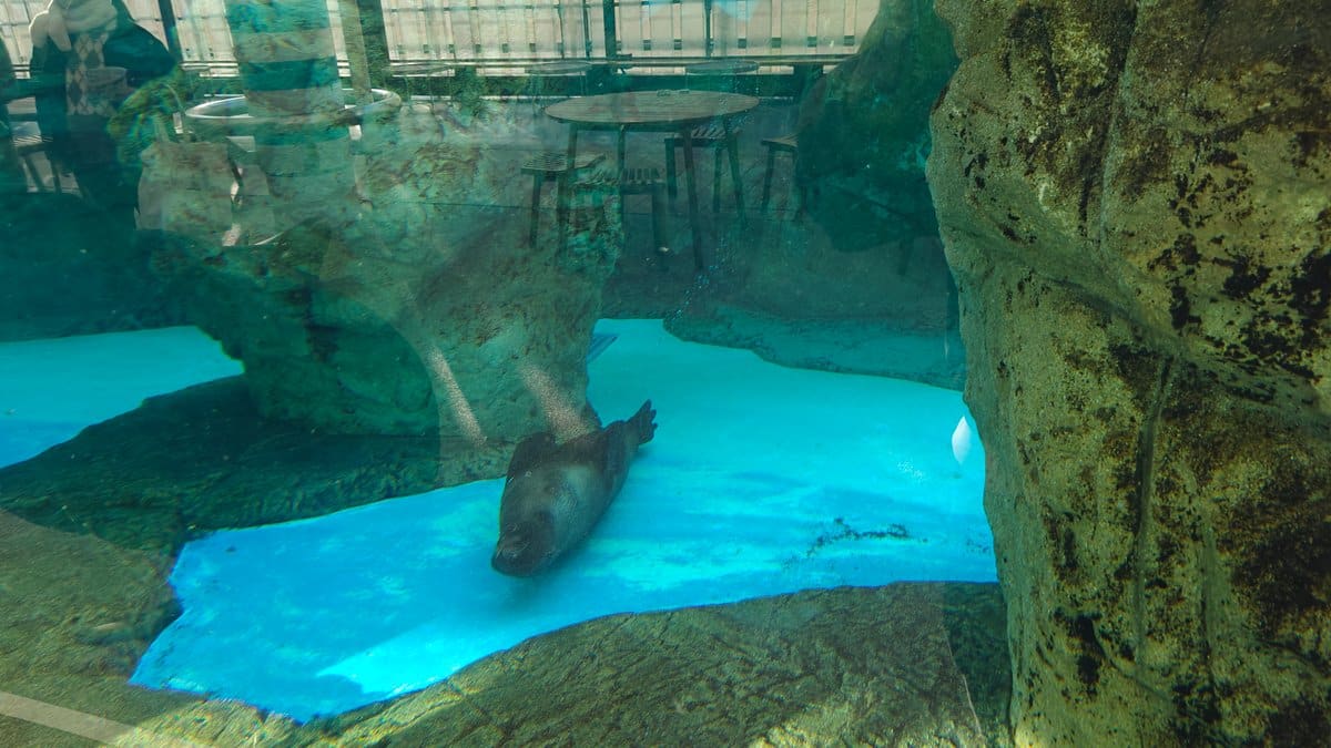 Seal resting in the blue pool