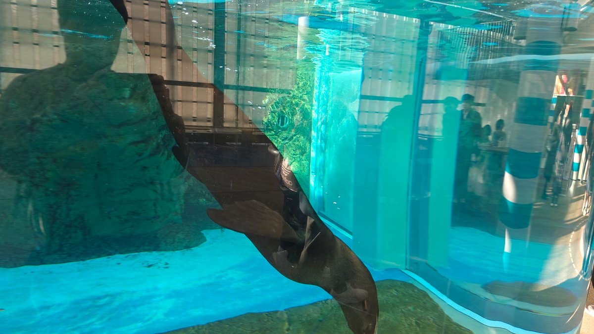Seal swimming in blue pool