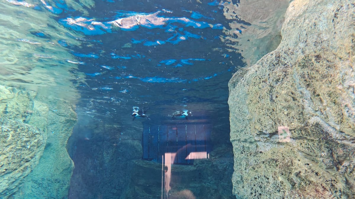 Seal tank surface with rocks