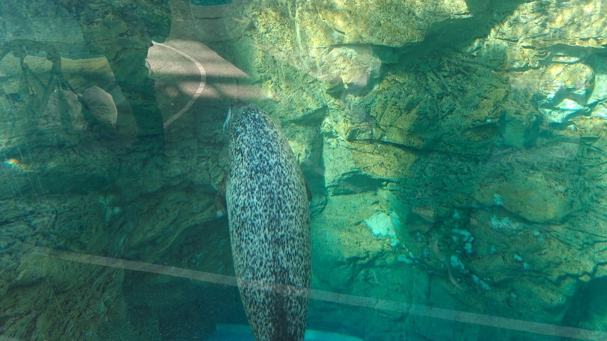 Seal underwater against the rocks