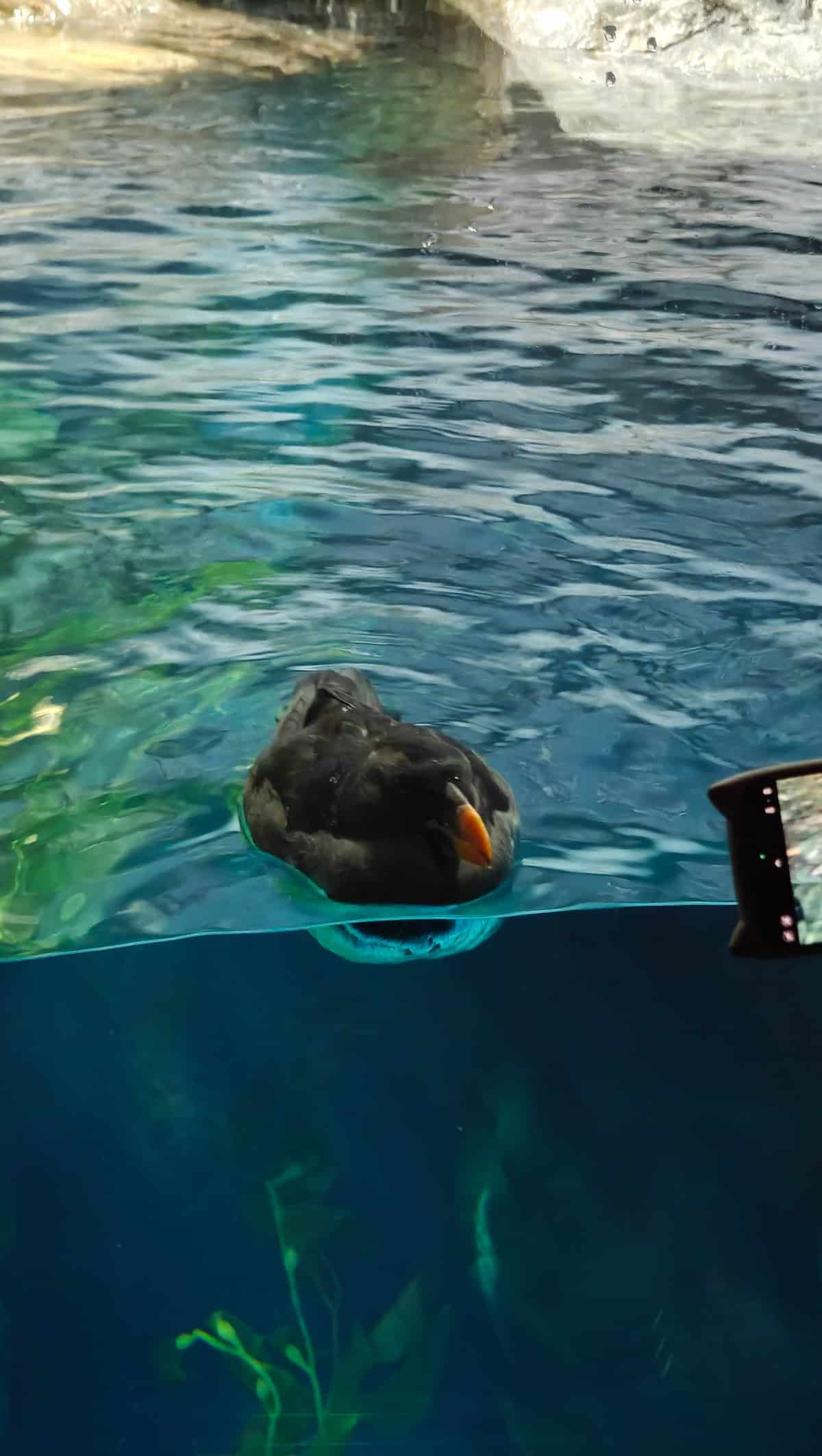 Shallow water pool with marine animal