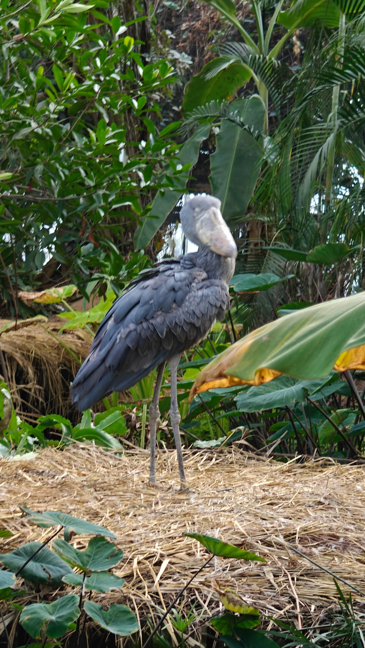Shoebill close-up with huge bill