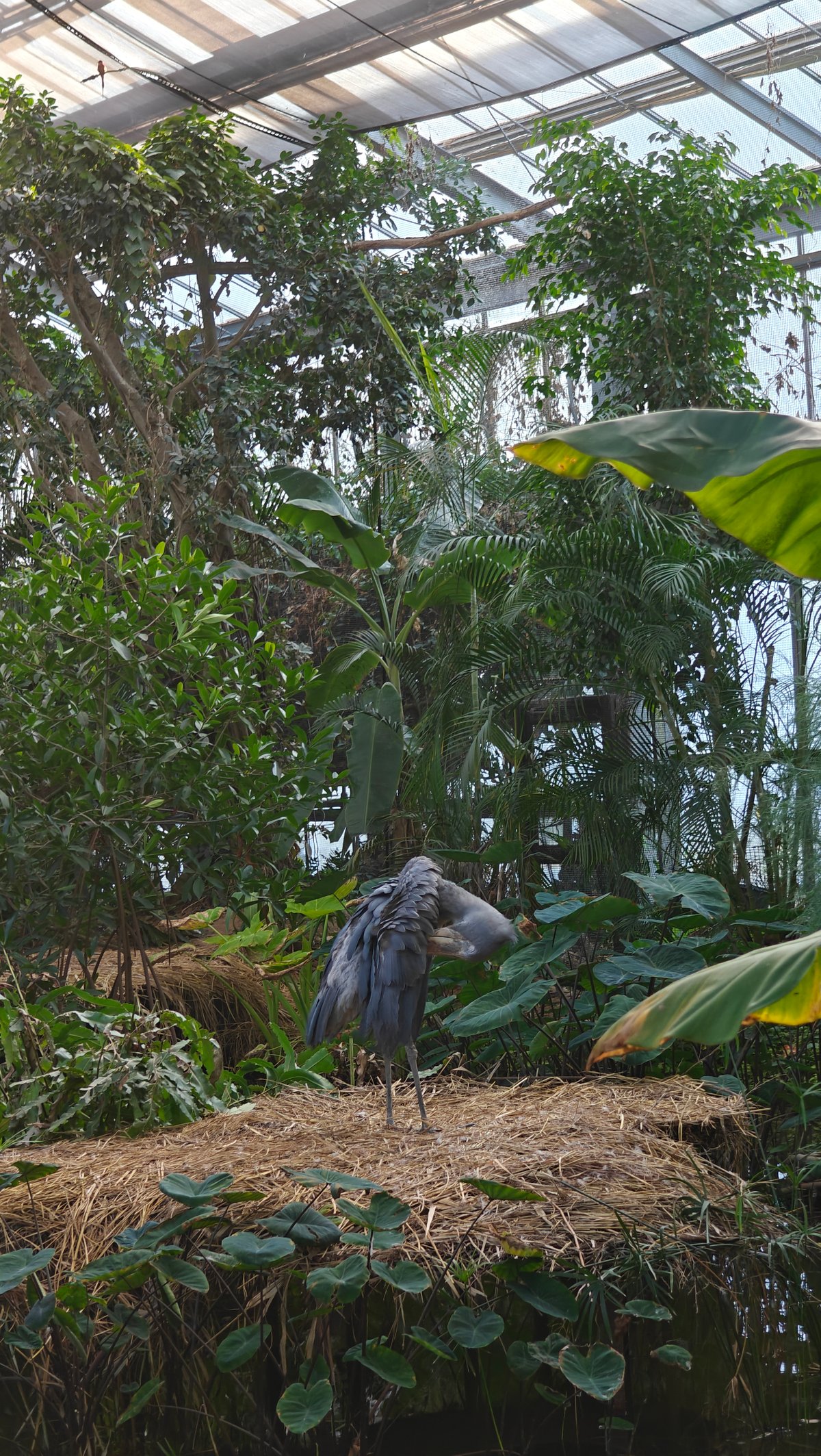 Shoebill standing on nest