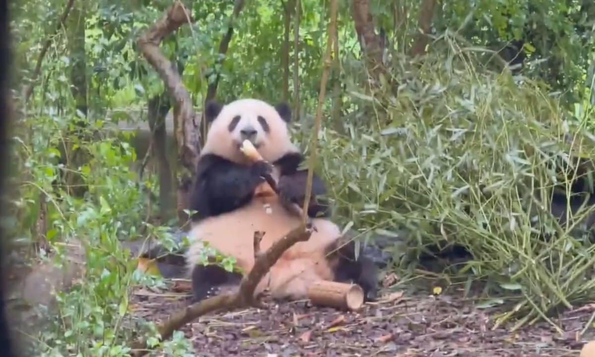 Star panda Hua Hua