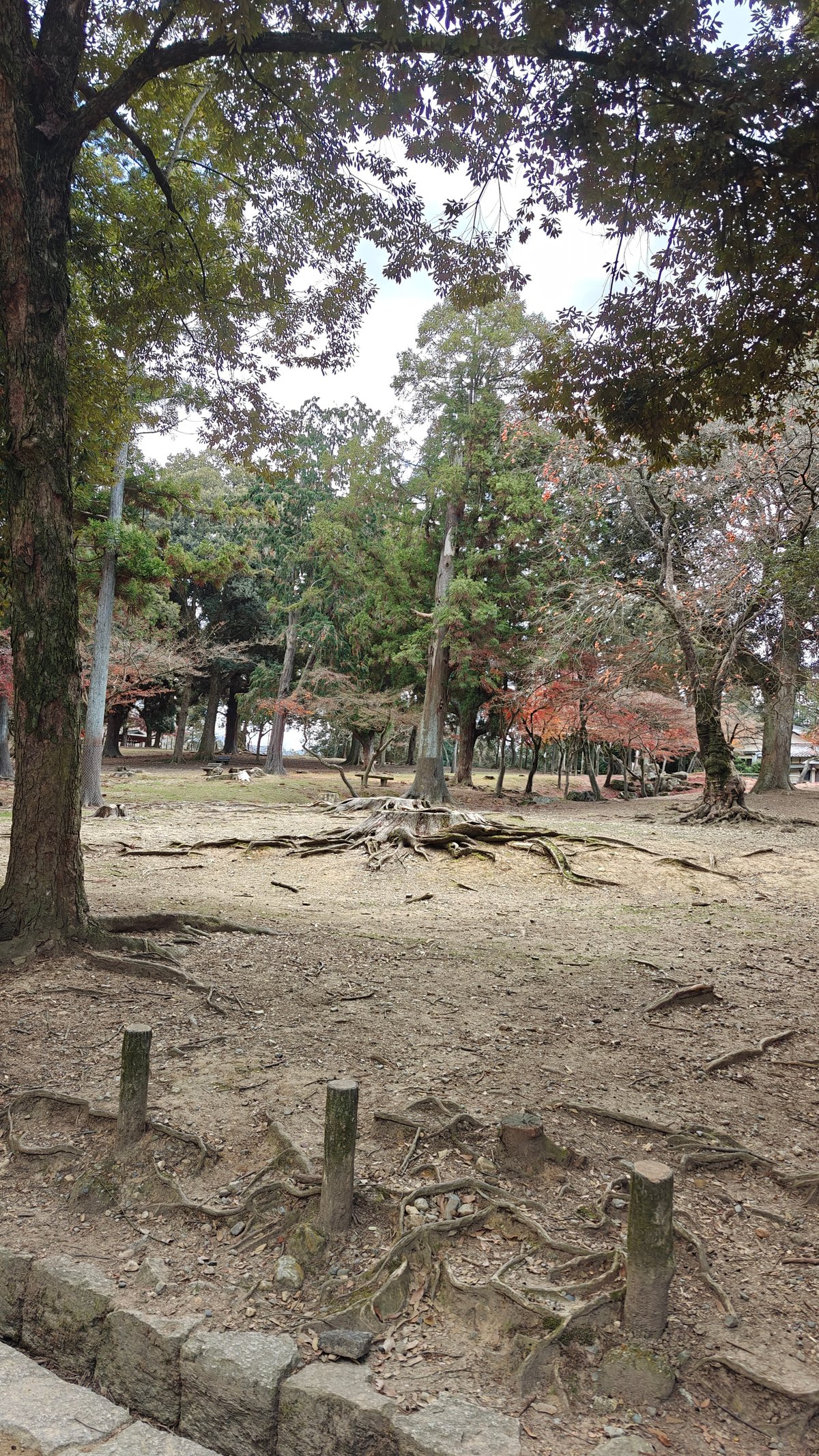 Stone torii gate surrounded by tall cedar trees,