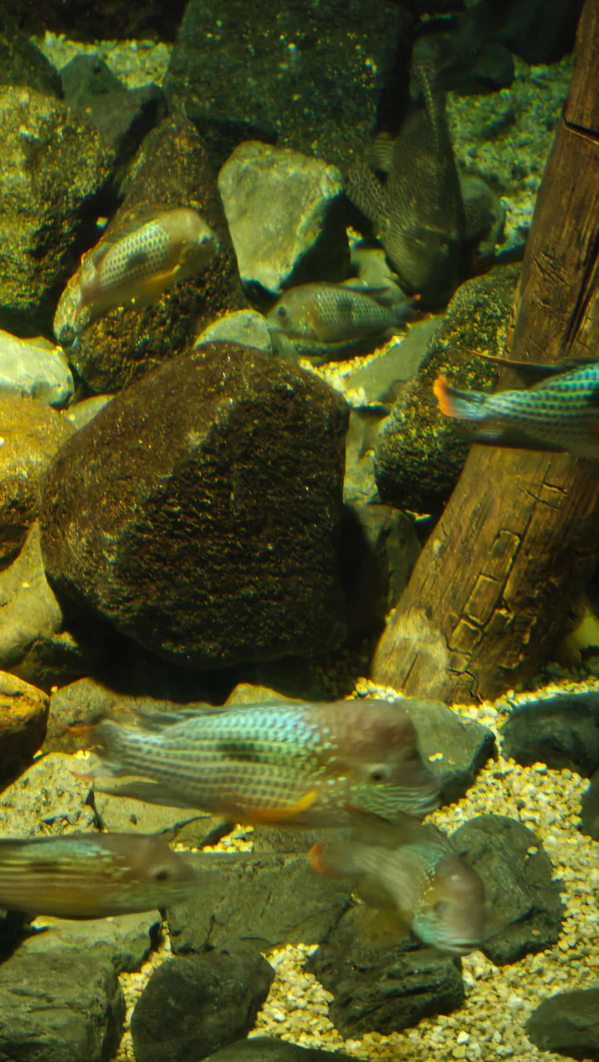 Striped catfish or bottom-dwelling fish in sandy habitat