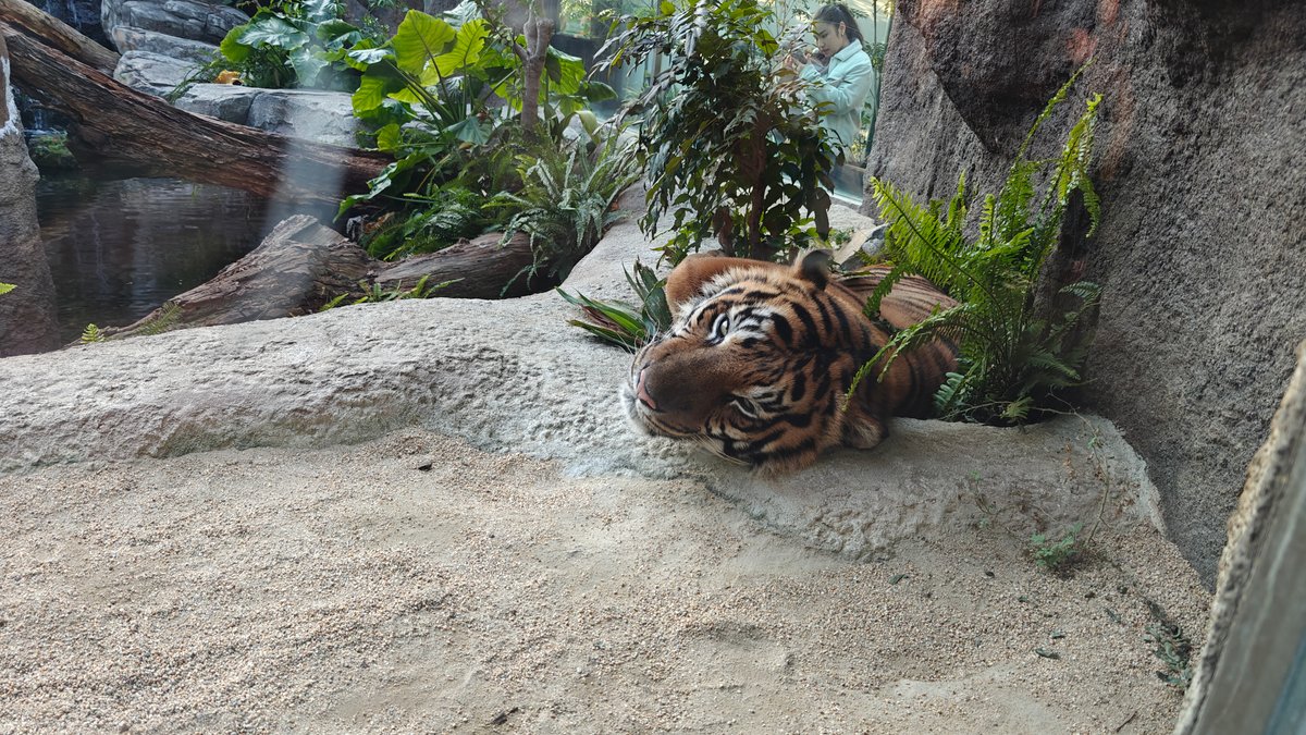 Sumatran tiger asleep on sand